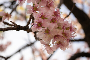 満開になった早咲きのヒマラヤザクラ