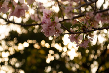 満開になった早咲きのヒマラヤザクラ