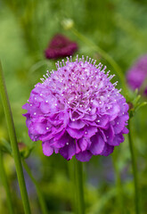 Stunningly beautiful close up of a purple flower