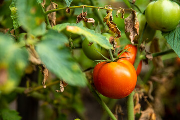 growing red tomatoes in the garden. Harvesting season for vegetables. Close up on ripe ready to eat tomato hanging on the branch. Tomato plant with green leaves and juicy red tomatoes.