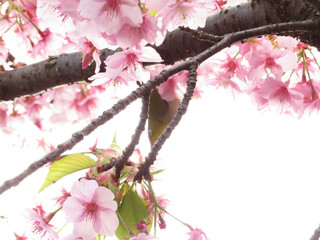 満開の桜の木で花の蜜を吸う目白