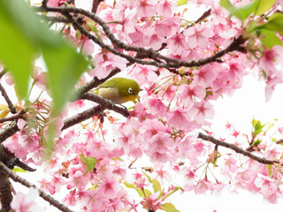 満開の桜の木で花の蜜を吸う目白