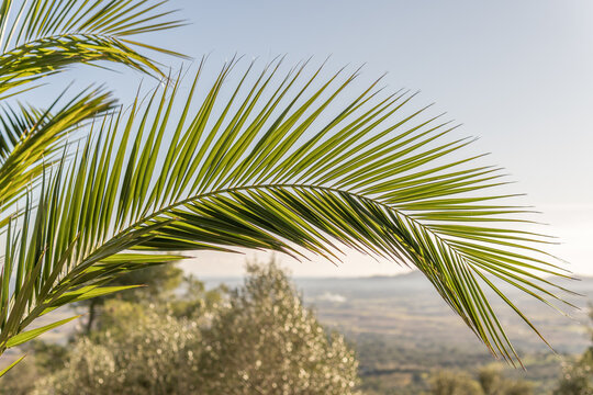 Close-up of a plam leaf with the landscape of the island of Mallorca
