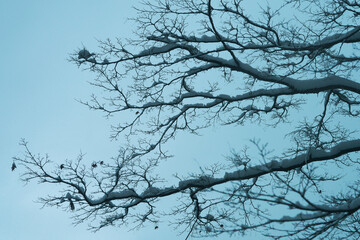 Great snow day in Kanazawa, 2021.