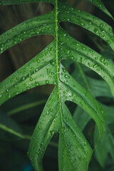 Green leaves texture background with rain water drops