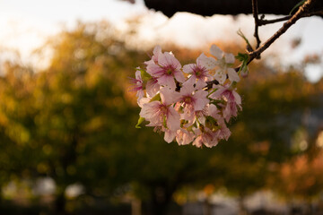 満開になった早咲きのヒマラヤザクラ