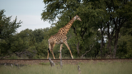 Fototapeta premium Giraffe in Simbabwe mit einem auffallenden Muster beim Überqueren von Bahngleisen
