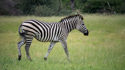 Fototapeta na wymiar Ein Zebra in der Savanne von Simbabwe 