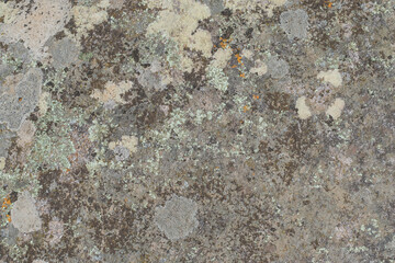 Close up view of a grey flat stone speckled with colourful lichens growing. Pattern and texture surface with green, yellow, orange, grey and white colors. Abstract outdoor natural view as a background