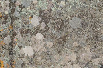 Close up view of a grey flat stone speckled with colourful lichens growing. Pattern and texture surface with green, yellow, orange, grey and white colors. Abstract outdoor natural view as a background