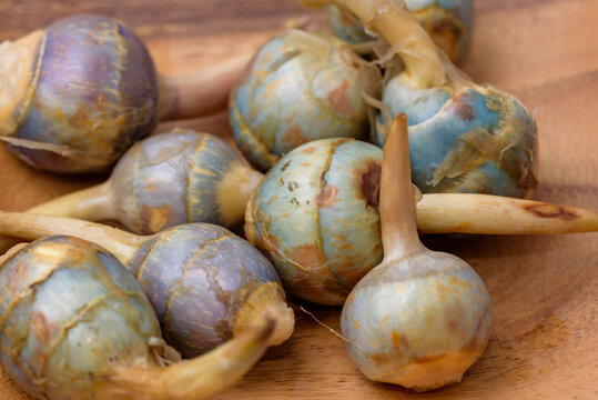 Harvested Threeleaf Arrowhead tubers (Kuwai)