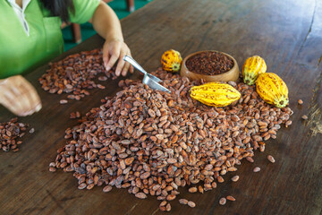 inspecting cocoa beans for quality by hand