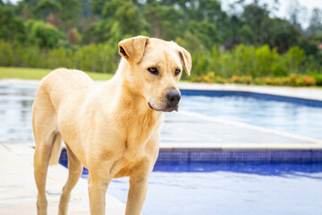 Dog by the pool waiting to throw something at him.