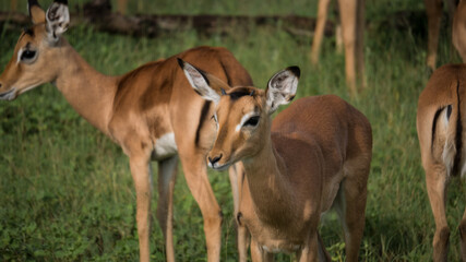 Naklejka na ściany i meble Nahaufnahme mehrerer Impala / Antilopen in der mit Gras bewachsenen Savanne von Simbabwe, aufgenommen während einer Safari