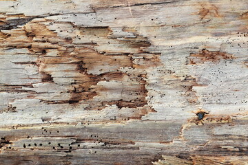 abstract background the structure of an old tree