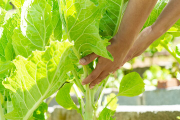 Young woman supporting a cabbage plant in the vegetable garden.