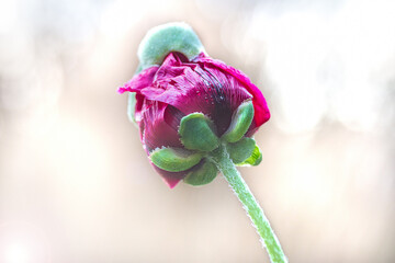 Rote Mohnblüte beim Öffnen vor hellem Hintergrund