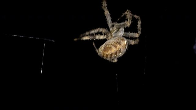 Garten-Kreuzspinne  Araneus diadematus baut kunstvolles Spinnennetz vor freigestelltem schwarzem Hintergrund