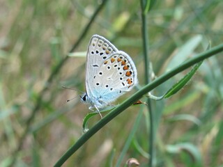 White butterfly on green grass. There is a beautiful pattern on the butterfly's wings.
