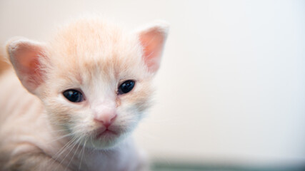 Chaton mignon au couleur douce, bébé chat ressemblant a un gremlin, le regard doux d'un animal de compagnie