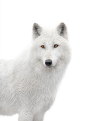 portrait polar white wolf isolated on white background.