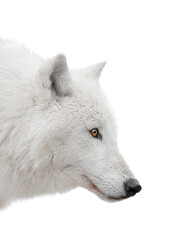 profile portrait of an arctic wolf isolated on white background