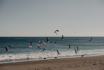 Fototapeta na wymiar Seagulls on the beach