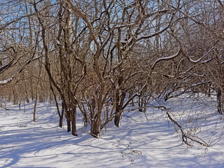 Fototapeta na wymiar Young ash trees in Kitchissipi woods on a sunny cold winter day. Ottawa, Canada 