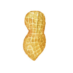 Yellow unpeeled peanut isolated on white background. Watercolor hand drawing illustration. Perfect for nut print, card, design menu.