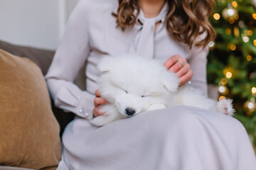 Samoyed puppy lies on the legs of a woman in a dress