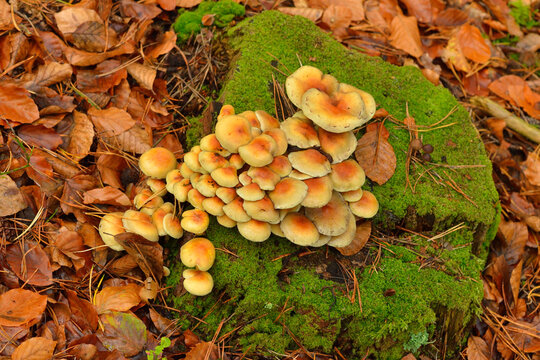Gr&uuml;nbl&auml;ttriger Schwefelkopf (Hypholoma fasciculare) 