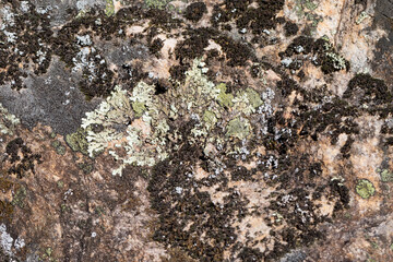 Close up view of a grey flat stone speckled with colourful lichens and ivy growing. Colorful pattern and texture surface. Abstract outdoor natural view as a background.