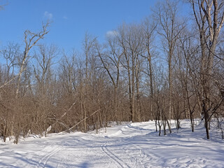 Kitchissipi woods in the snow on a sunny day with clear blue sky in Ottawa, Canada 