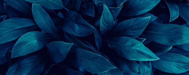 closeup tropical green leaf background. Flat lay, fresh wallpaper banner concept