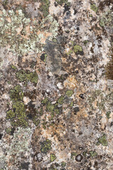 Close up view of a grey flat stone speckled with colourful lichens and ivy growing. Colorful pattern and texture surface. Abstract outdoor natural view as a background.