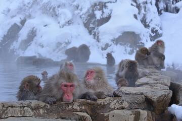Japanese monkeys in Nagano prefecture in Japan
