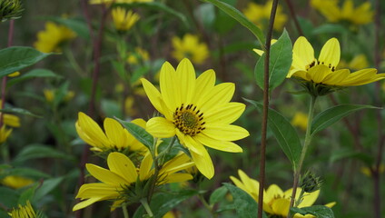 bee on yellow flower