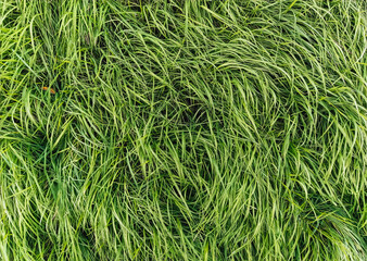 Texture, background of long, tall green grass close-up. Photography, copy space.
