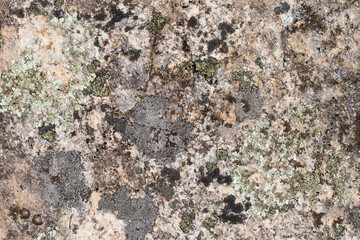 Close up view of a grey flat stone speckled with colourful lichens and ivy growing. Colorful pattern and texture surface. Abstract outdoor natural view as a background.