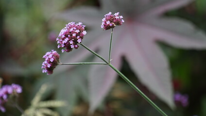 butterfly on a flower