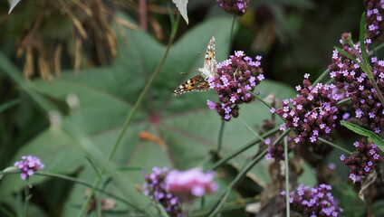 butterfly on lavender