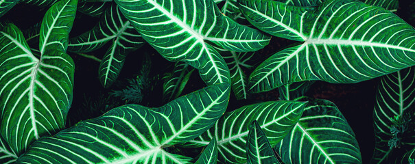 Naklejka na ściany i meble closeup tropical green leaf background. Flat lay, fresh wallpaper banner concept