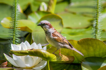 Kleiner Vogel mit einer weißen Seerose auf einem Teich