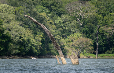 Large natural reservoir and the dead trees standing idle in the middle of the waters. tropical forest in the background.