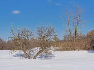 Kitchissipi woods in the snow on a sunny day with clear blue sky in Ottawa, Canada 
