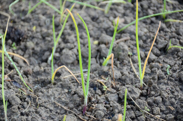 bunch the ripe green onion plant seedlings in the farm.