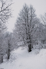 Kahler Baum in Schneelandschaft