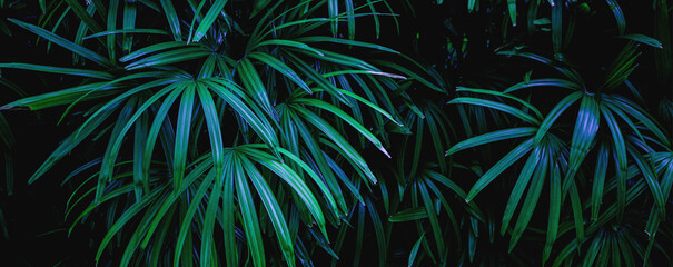 closeup tropical green leaf background. Flat lay, fresh wallpaper banner concept