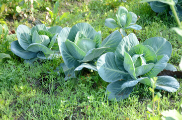 bunch the ripe green cabbage plant with leaves in the garden.