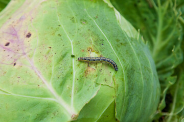 Insect caterpillar on a green leaf of cabbage eats a plant. A garden pest for agricultural crops and an enemy of gardeners.